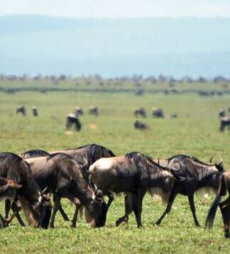 Entdecke Kenia bei einer Lodge Safari